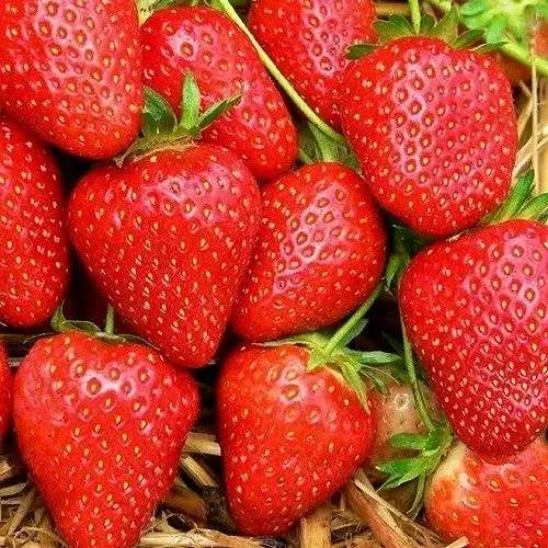 Клубника КВИКИ в Барановичах