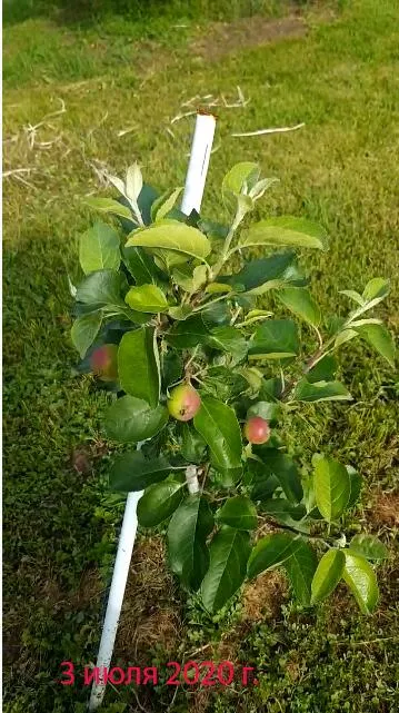 Александра Александра