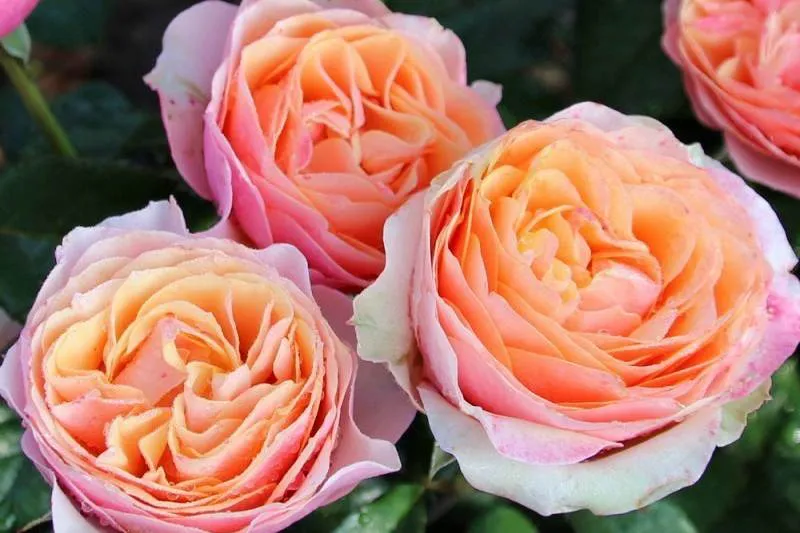 Обновление ассортимента саженцев Английской розы: новые сорта и эксклюзивные предложения! Обновление ассортимента саженцев Английской розы: новые сорта и эксклюзивные предложения!