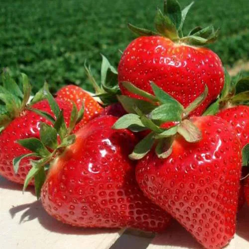 Клубника ДЖОЛИ в Барановичах