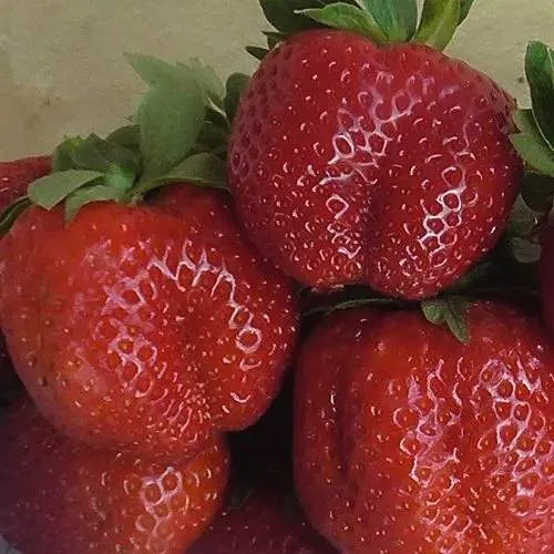 Клубника ДЕСТЕНИ в Барановичах