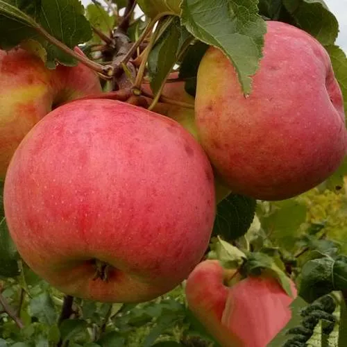 Яблоня БОЛОТОВСКОЕ в Барановичах