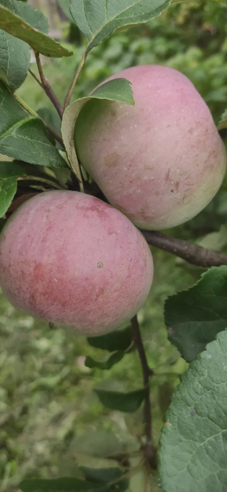 Степан Степан