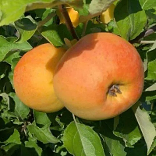 Яблоня АНТОНОВКА ЗОЛОТАЯ в Барановичах