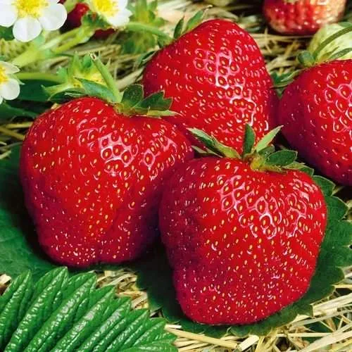 Клубника ВИМА ЗАНТА в Барановичах