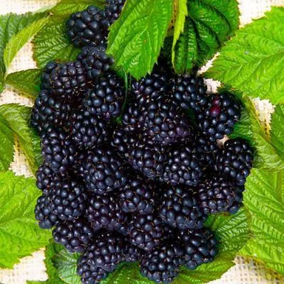 Ежевика  Ежевика  в Барановичах