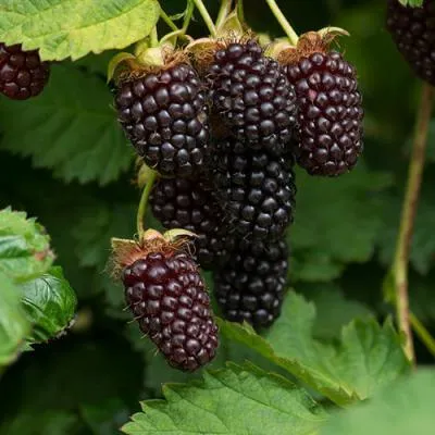 Ежемалина Ежемалина в Барановичах