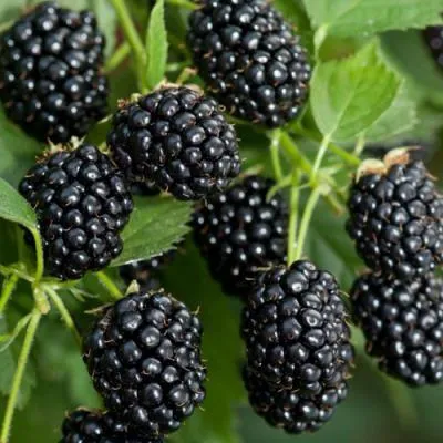 Ежевика бесшипная Ежевика бесшипная в Барановичах