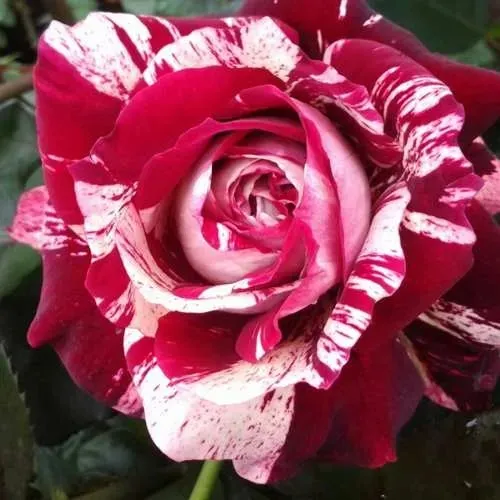 Роза ХУЛИО ИГЛЕСИАС чайно-гибридная в Барановичах