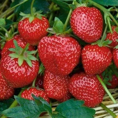 Клубника СЕЛЬВА ремонтантная в Барановичах