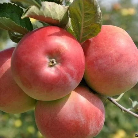 Яблоня ВЭМ-РОЗОВЫЙ в Барановичах