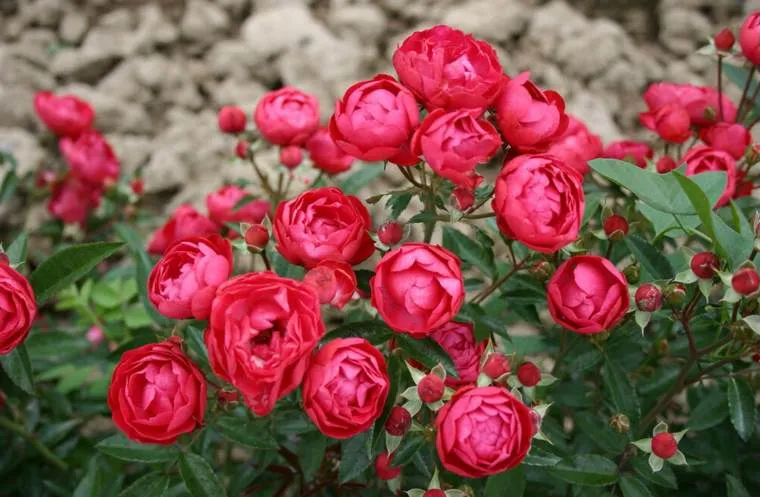 Обновление ассортимента саженцев миниатюрной розы! Обновление ассортимента саженцев миниатюрной розы!