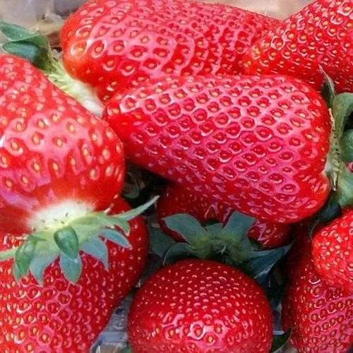 Клубника АМИ в Барановичах