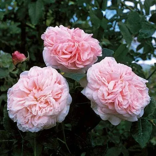 Роза КЛЭР РОУЗ английская в Барановичах