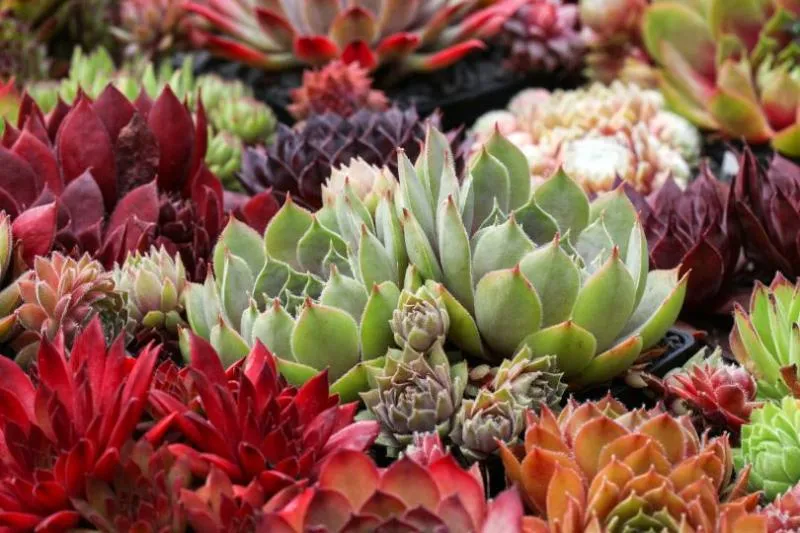 Обновление ассортимента саженцев молодило (каменной розы) в Плодопитомнике "Сад" — Осень 2025 Обновление ассортимента саженцев молодило (каменной розы) в Плодопитомнике "Сад" — Осень 2025