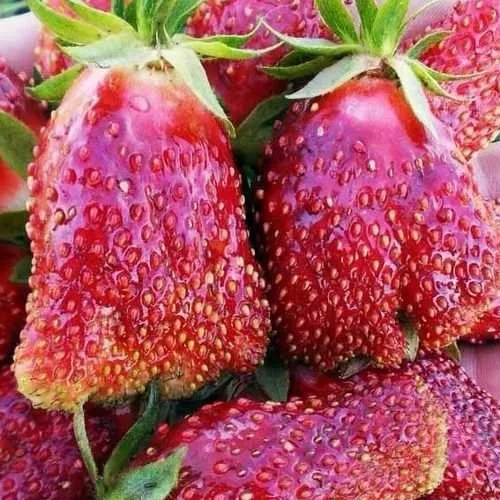 Клубника КУПЧИХА в Барановичах