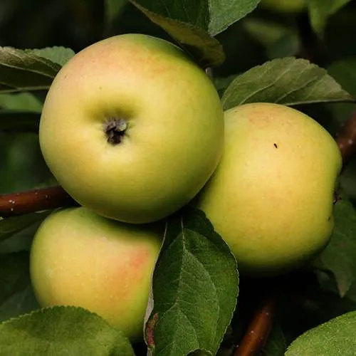 Яблоня ДАНИЛА в Барановичах