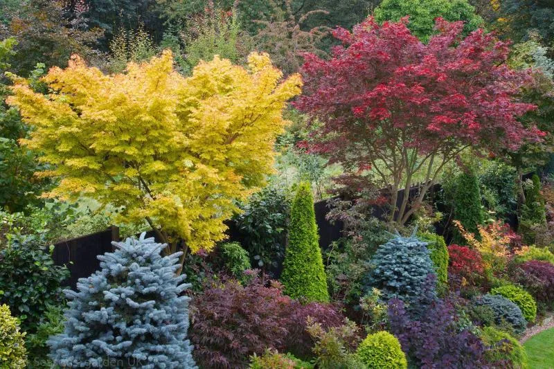 Обновление ассортимента декоративных и лиственных растений Обновление ассортимента декоративных и лиственных растений