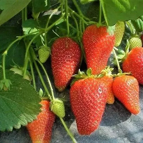 Клубника РОКСАНА в Барановичах