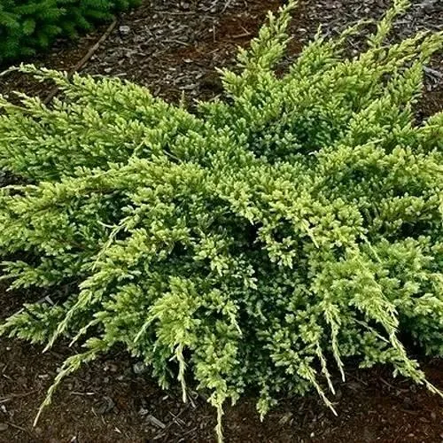 Можжевельник ДРИМ ДЖОЙ чешуйчатый в Барановичах