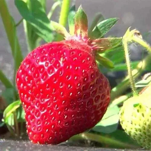 Клубника ХОНЕЙ в Барановичах