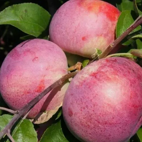 Яблоня БЕЛОРУССКОЕ МАЛИНОВОЕ в Барановичах