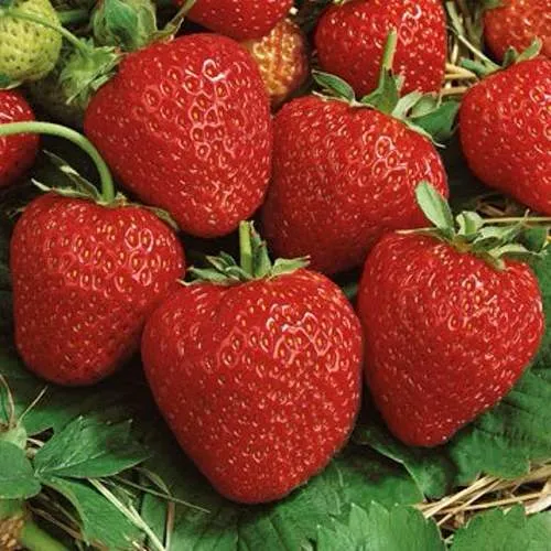 Клубника КОРОНА в Барановичах