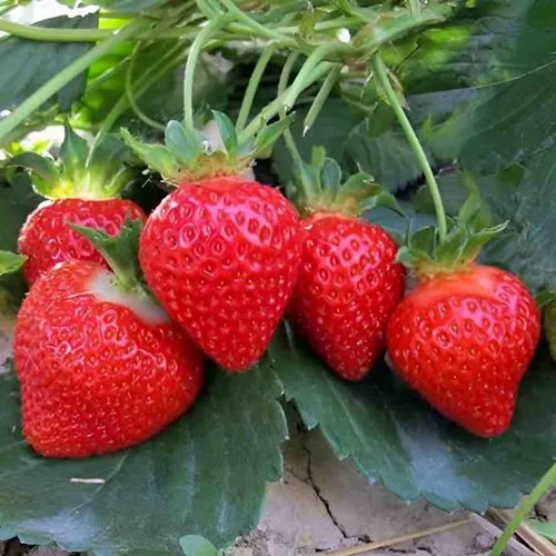 Клубника ТЕА в Барановичах