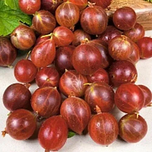 Крыжовник ОЛАВИ (ХИННОНМАЕН ПУНАЙНЕН) в Барановичах