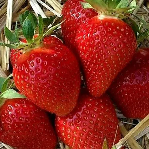 Клубника СИБИЛЛА в Барановичах