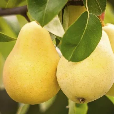 Груша  в Барановичах