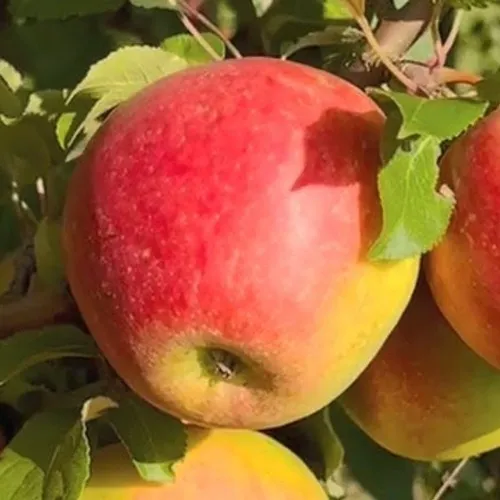 Яблоня САКАВИТА в Барановичах