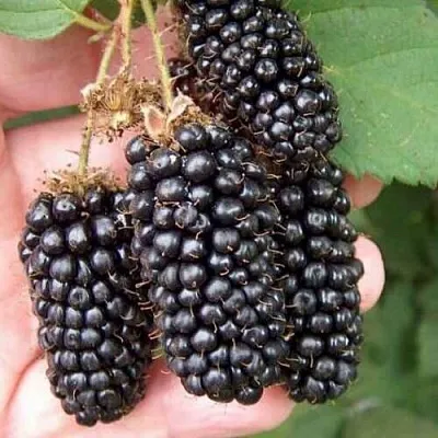 Ежевика ЛОХ НЕСС бесшипная   Ежевика ЛОХ НЕСС бесшипная  в Барановичах