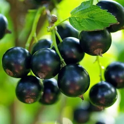 Смородина чёрная ВЕЛОЙ (ЛЕНИНГРАДСКАЯ СЛАДКАЯ) в Барановичах