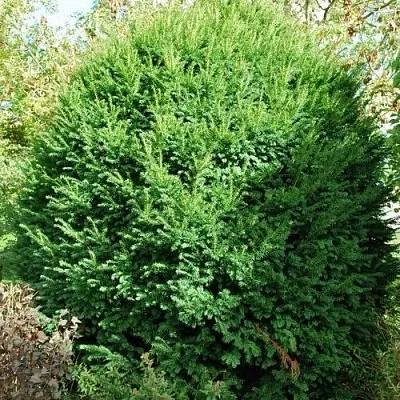 Тис РЕПАНДЕНС ягодный  Тис РЕПАНДЕНС ягодный в Барановичах