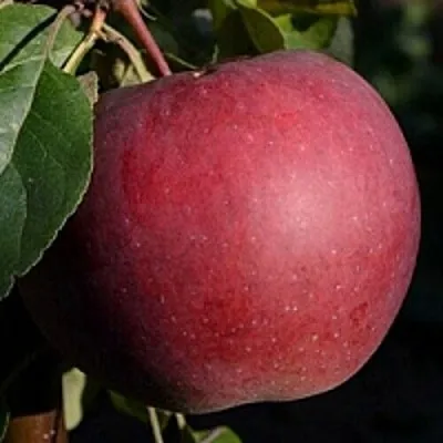 Яблоня БЕЛОРУССКОЕ СЛАДКОЕ  Яблоня БЕЛОРУССКОЕ СЛАДКОЕ в Барановичах