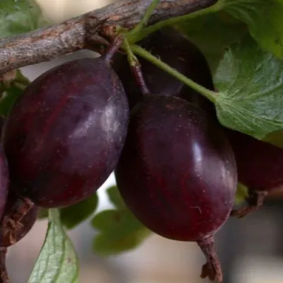 Крыжовник ЧЕЛЯБИНСКИЙ СЛАБОШИПОВАТЫЙ  Крыжовник ЧЕЛЯБИНСКИЙ СЛАБОШИПОВАТЫЙ в Барановичах