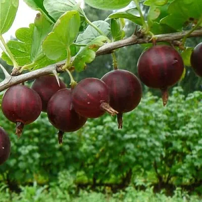 Крыжовник КРЫЖАЧОК  Крыжовник КРЫЖАЧОК в Барановичах