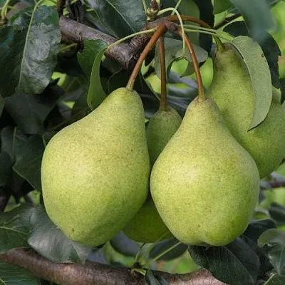 Груша ОРЛОВСКАЯ ЛЕТНЯЯ в Барановичах