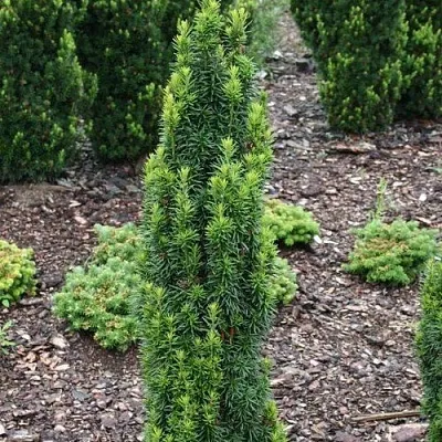 Тис ВОЙТЕК средний   Тис ВОЙТЕК средний  в Барановичах