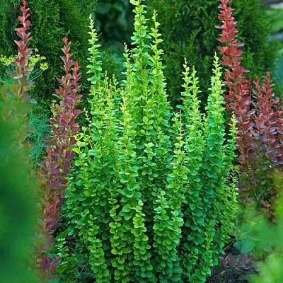 Барбарис ЭРЕКТА тунберга  Барбарис ЭРЕКТА тунберга в Барановичах