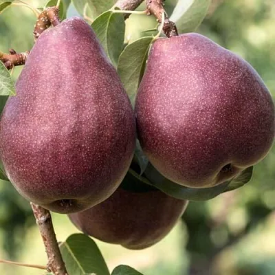 Груша БУРАКОВКА в Барановичах