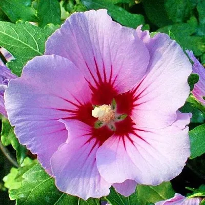 Гибискус ПИНК ФЛИРТ сирийский  Гибискус ПИНК ФЛИРТ сирийский в Барановичах