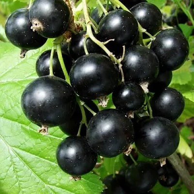 Смородина чёрная ЭКЗОТИКА в Барановичах