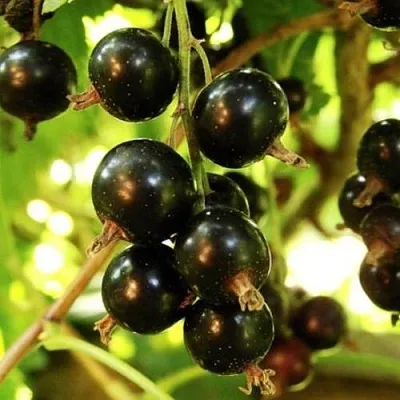 Смородина чёрная НАРА в Барановичах