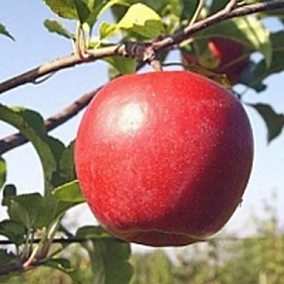 Яблоня ЛИГОЛ  Яблоня ЛИГОЛ в Барановичах