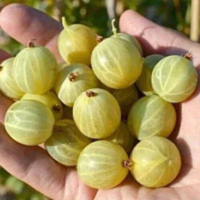 Крыжовник БЕРИЛЛ  Крыжовник БЕРИЛЛ в Барановичах