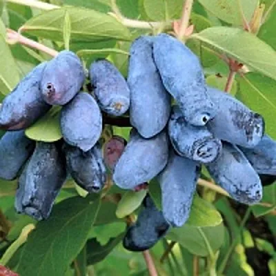 Жимолость съедобная ПАВЛОВСКАЯ  Жимолость съедобная ПАВЛОВСКАЯ в Барановичах