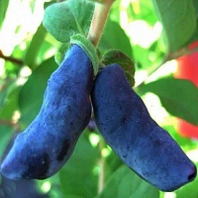 Жимолость съедобная БАКЧАРСКИЙ ВЕЛИКАН  Жимолость съедобная БАКЧАРСКИЙ ВЕЛИКАН в Барановичах