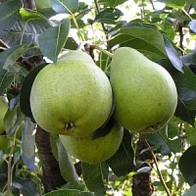 Груша МАСЛЯНИСТАЯ ЛЕТНЯЯ в Барановичах